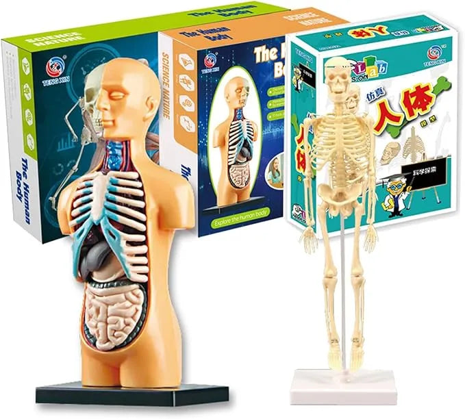 Explore Science Bone Assembly
