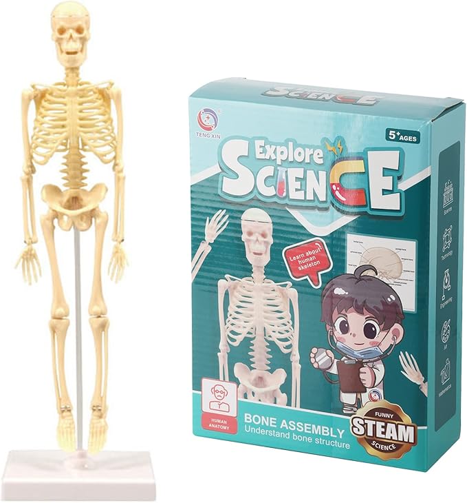Explore Science Bone Assembly