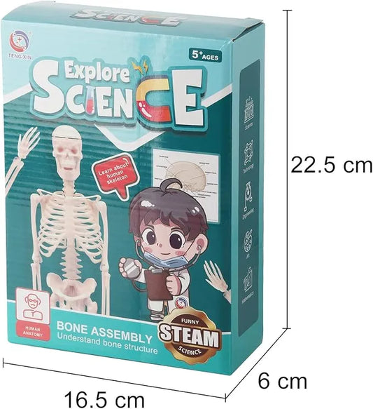 Explore Science Bone Assembly