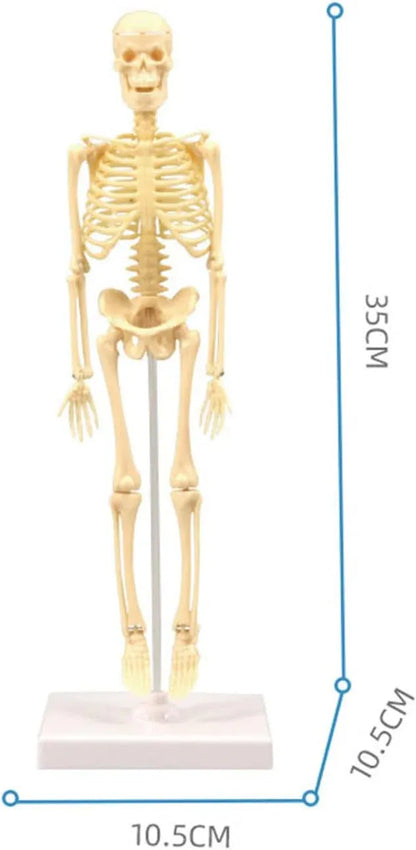 Explore Science Bone Assembly