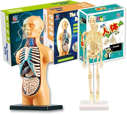 Explore Science Bone Assembly