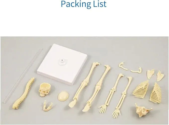 Explore Science Bone Assembly