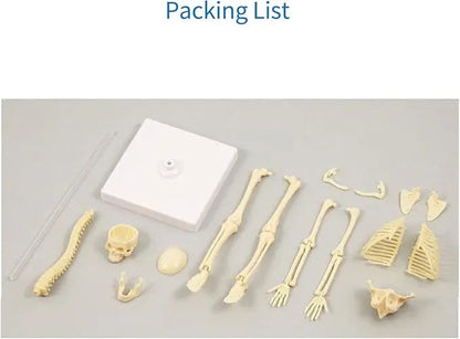 Explore Science Bone Assembly